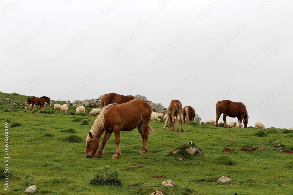 Obraz premium Brown and white horses with long hair in the mountains along the Camino de Santiago Route Napoléon, in July 2024.