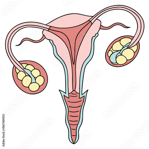 Cross-section illustration of uterus and ovaries showing follicles. Cute vector anatomy of female reproductive system.