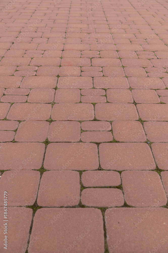 Fototapeta premium Moss in the joints between the paving stones