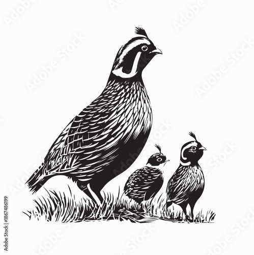 California Quail Family on The Grass image Vector on White Background