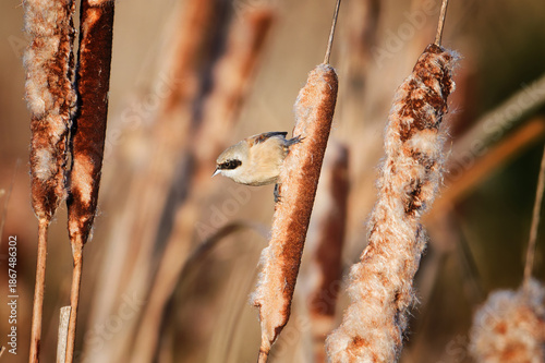 Penduline Tit Clinging to Reedmace in Soft Winter Light