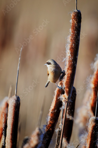 Penduline Tit Perched on Reedmace in Warm Morning Light