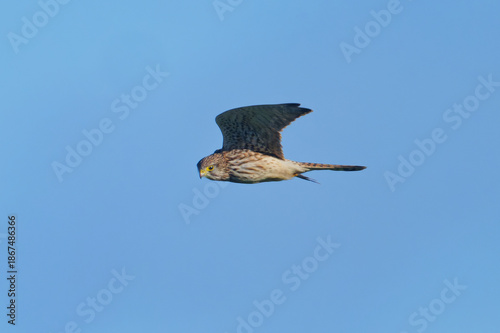 Flying high