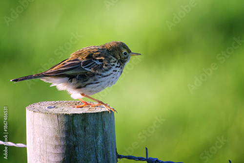 Meadow Pipit on a Fence