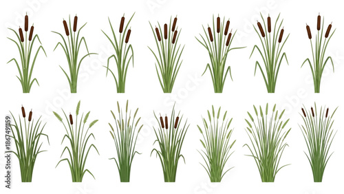 Collection of various cattail plants in different arrangements and heights, digitally illustrated.