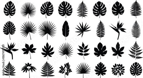 Tropical and temperate leaf silhouette icon set, botanical species collection, black vector illustration, flat plant design grid