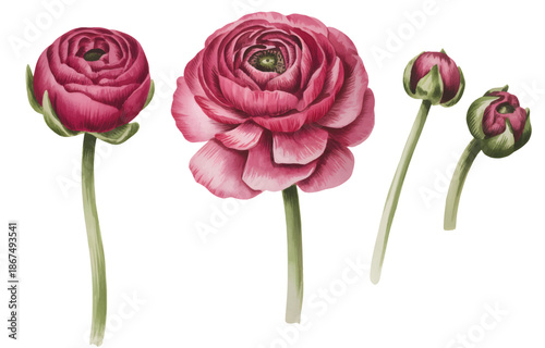 Botanical ranunculus flower and buds illustrated in traditional watercolor style.