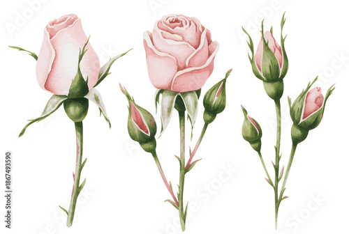 Soft pink rose buds and blossoms arranged in a hand painted watercolor flower set.