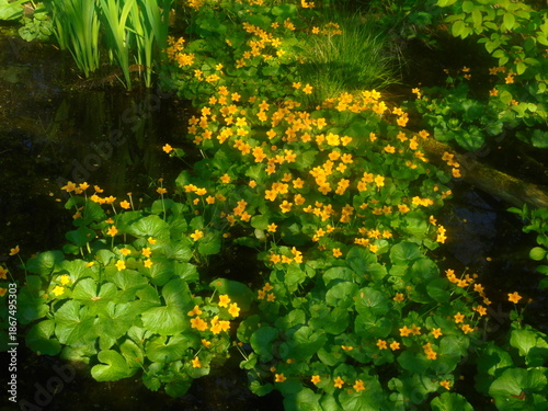 Fotografia A carpet of marsh marigold Caltha palustris with glossy rounded leaves and bright yellow flowers spreads beside a dark, still pool under dappled shade, with emergent wetland foliage at the water edge