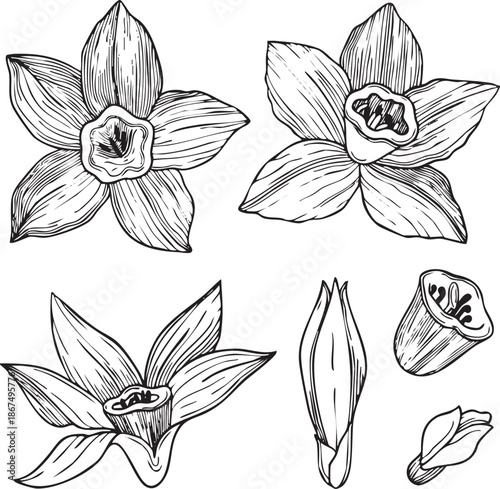 Hand-drawn graphic illustration of vanilla flowers and buns on white background