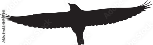 Black Silhouette of a Bird with Long Tail Feathers and Whiskers