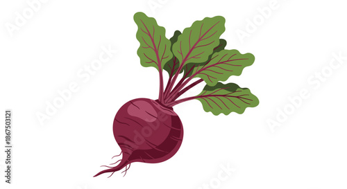 Fresh whole beetroot vegetable featuring a deep purple root and large green leaves with prominent red veins for healthy themes.