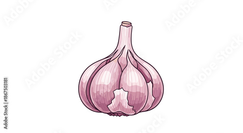 Single bulb of fresh garlic with purple tinted skin shown from a side view in a detailed and realistic illustration style.