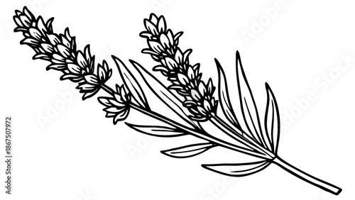 Very beautiful lavender flower isolated on a white background, highlighting fresh purple petals and natural elegance, ideal for botanical projects, product packaging, and clean floral compositions.