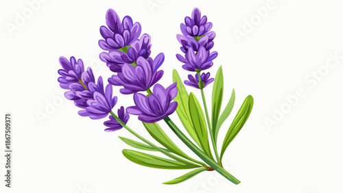 Very beautiful lavender flower isolated on a white background, highlighting fresh purple petals and natural elegance, ideal for botanical projects, product packaging, and clean floral compositions.