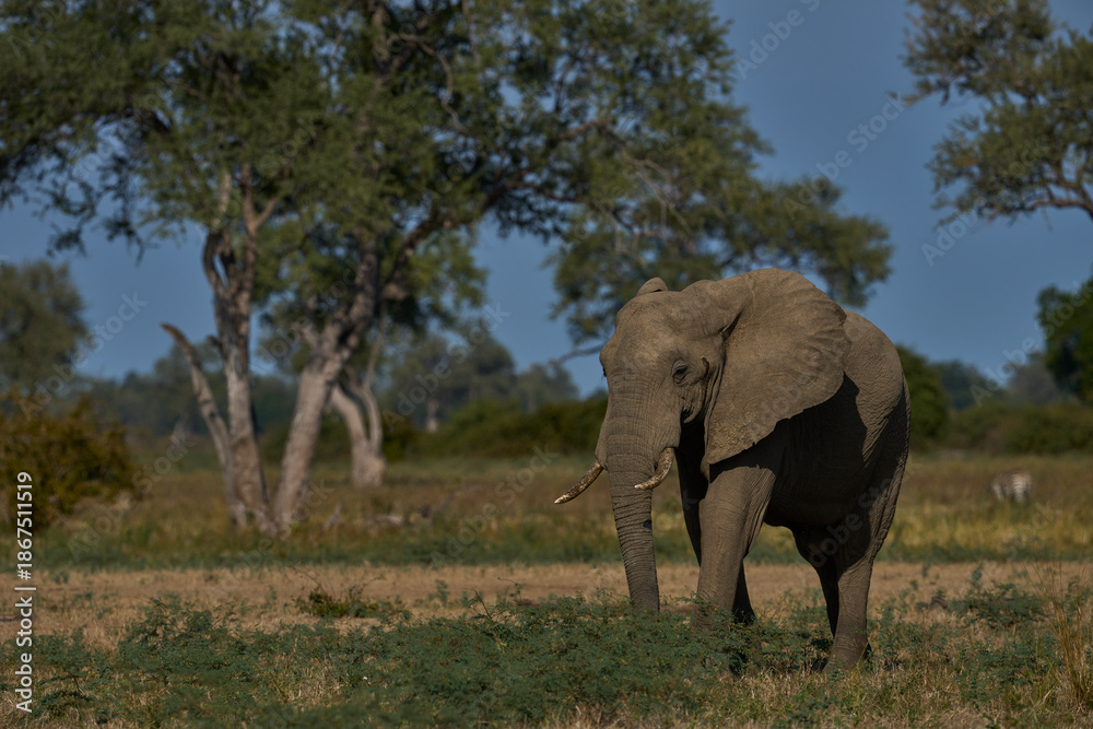 Fototapeta premium Bull African Elephant (Loxodonta africana) in grassland dotted with trees in South Luangwa National Park, Zambia