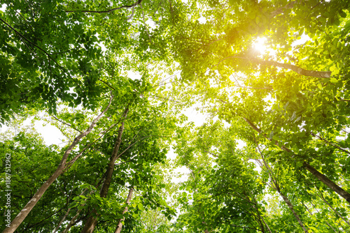 Low angle view of green tree canopy with sunlight shining through leaves