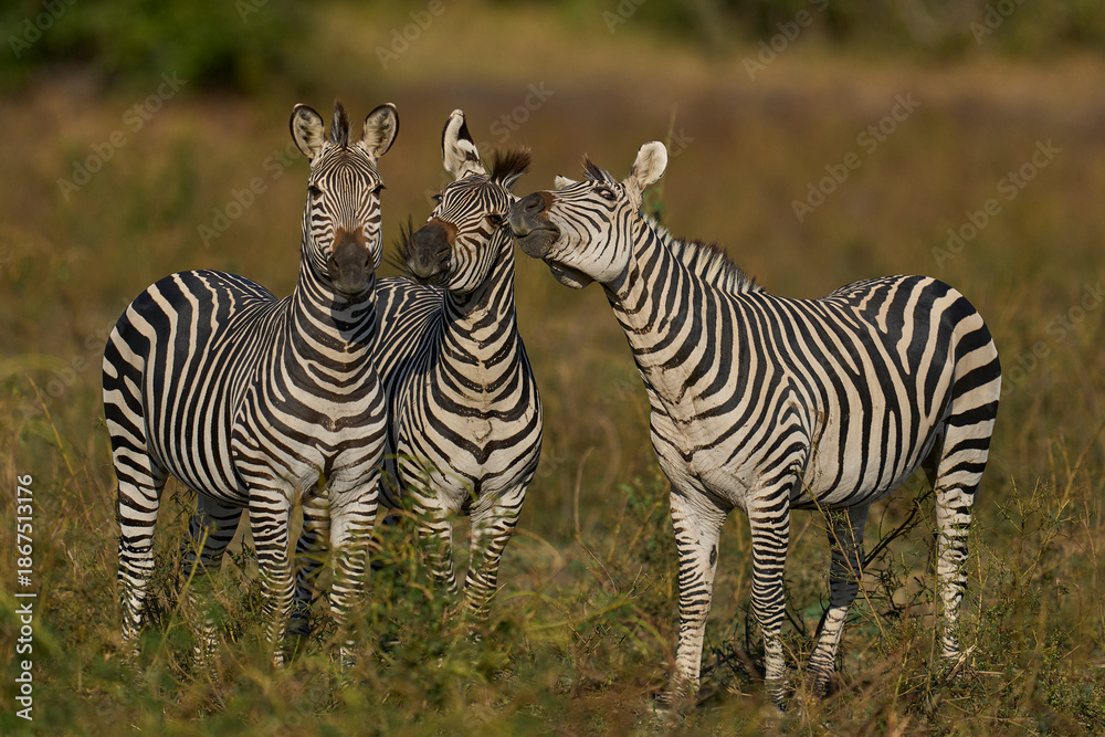 Fototapeta premium Group of Crawshay's zebra (Equus quagga crawshayi) with young in South Luangwa National Park, Zambia
