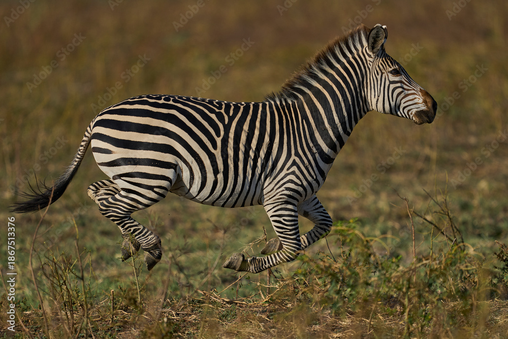 Fototapeta premium Group of Crawshay's zebra (Equus quagga crawshayi) with young in South Luangwa National Park, Zambia