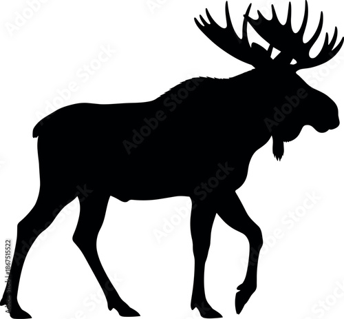 Majestic Bull Moose Silhouette with Large Antlers Walking Isolated on White Background for Wildlife Nature Conservation and Outdoors Vector Design