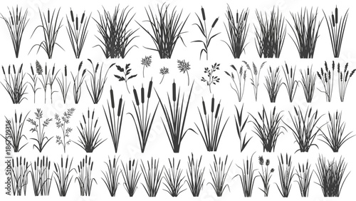 A collection of various plants and grasses illustrated in black and white