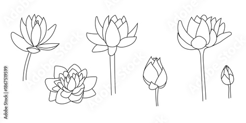 Line lotus vector flat, sketch flower, doodle water lily isolated
