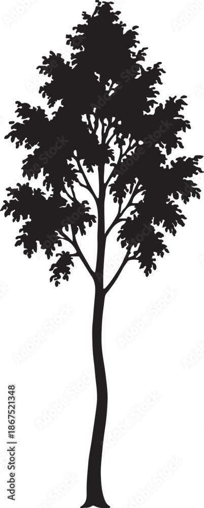Obraz premium A clean, minimalist black silhouette of a tall, narrow deciduous tree with a curved trunk and delicate leaf clusters, isolated on a white background for versatile design use.