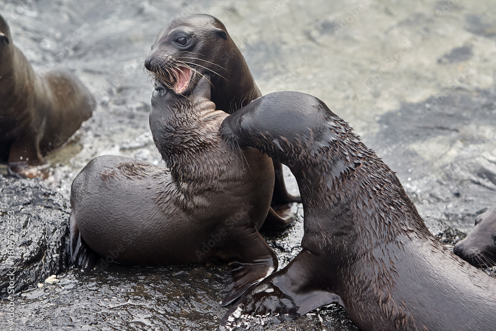 Fototapeta premium the playful and social nature of Galápagos sea lions (Zaldivarphus wollebaeki) on the shores of Isabela Island. Known as the 