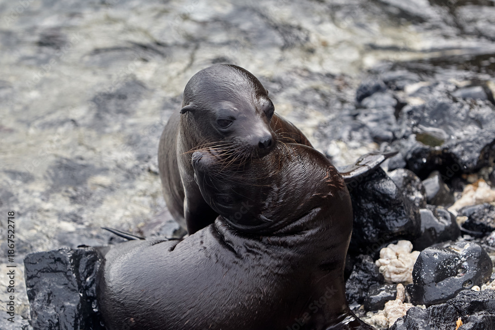Fototapeta premium the playful and social nature of Galápagos sea lions (Zaldivarphus wollebaeki) on the shores of Isabela Island. Known as the