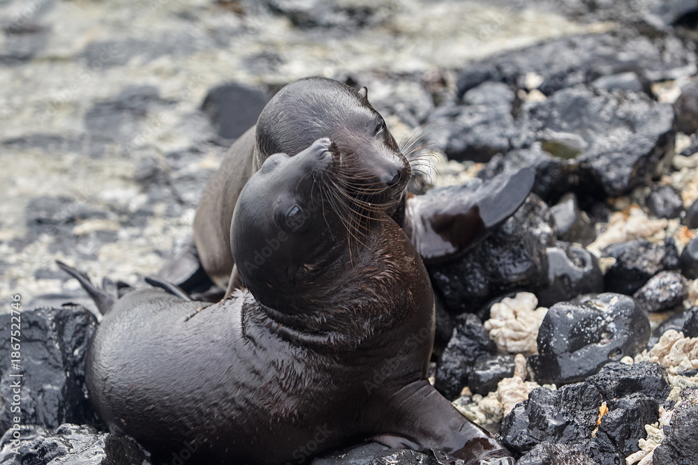Fototapeta premium the playful and social nature of Galápagos sea lions (Zaldivarphus wollebaeki) on the shores of Isabela Island. Known as the