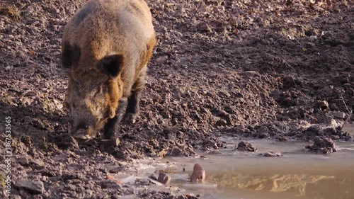 Close up of a large male wild boar pig searching around on the muddy forest ground on a cloudy autumn day