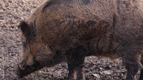 Close up of a large male wild boar pig searching around on the muddy forest ground on a cloudy autumn day