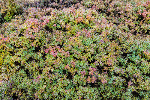 Moorvegetation im Schwarzen Moor, Rhön, Bayern, Deutschland