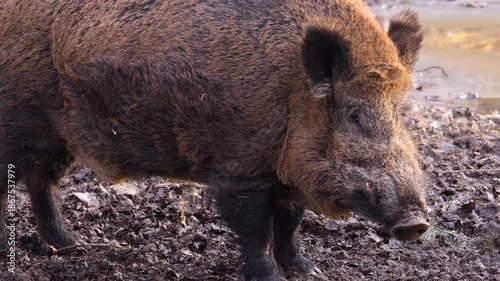 Close up of a large male wild boar pig searching around on the muddy forest ground on a cloudy autumn day