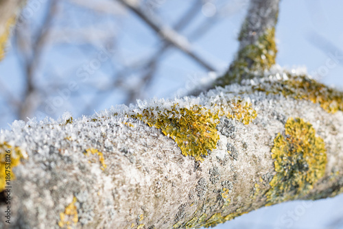 lichen on tree. snow covered branches of a tree. snow covered branches. frost on a tree branch. white frost falls from tree branches against the sky. Frost-covered moss on a tree branch.