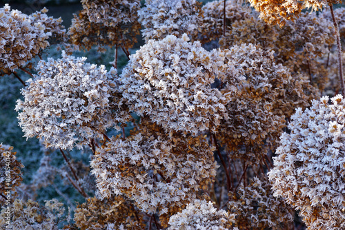 Schneeball-Hortensie (Hydrangea arborescens) im Winter mit Raureif bedeckt
