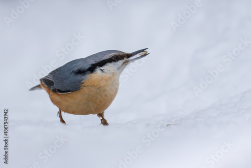 A close-up of a Eurasian nuthatch standing on the snow and holding a seed in its beak on a cloudy winter day, against a white snowy background.