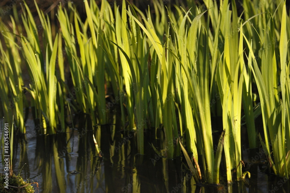 Obraz premium Lush green grass reflecting in calm water in a serene outdoor setting at daylight