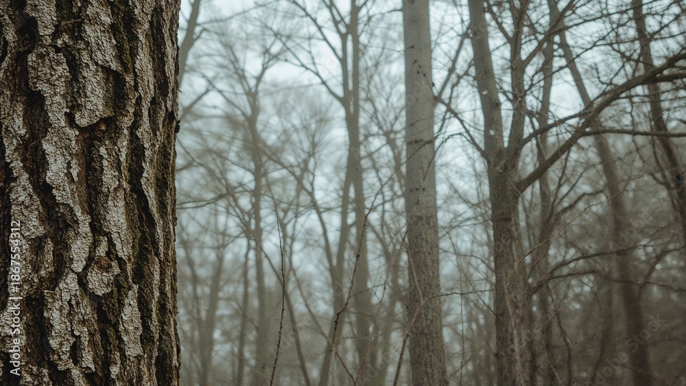 Obraz premium A foggy forest scene with trees and a close-up of a tree trunk with textured bark.