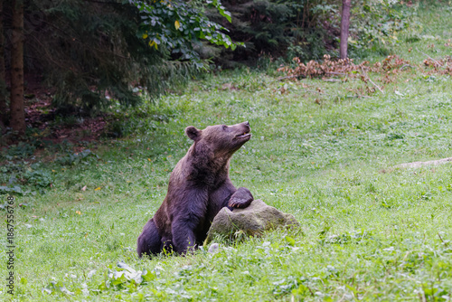 Braunbär sitzt in der Wiese und stützt sich auf einen Stein
