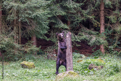 Braunbär lehnt an einem Baum