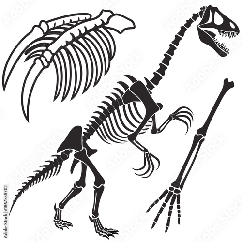 Dinosaur skeleton illustration