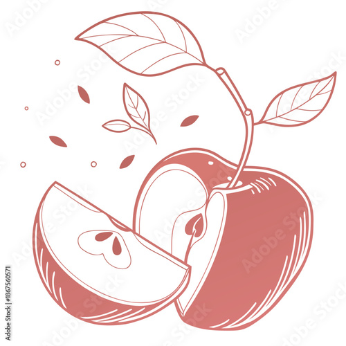 Freshly cut apple illustration