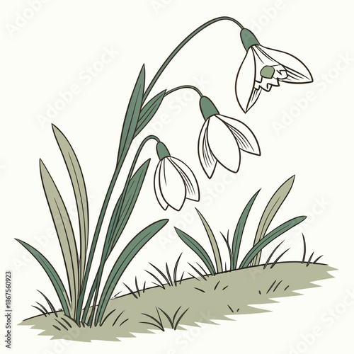 Snowdrop flowers in a meadow