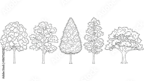 Set of 5 Outline Tree Illustrations Vector