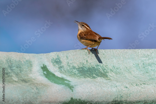 Carolina wren perched on a moss-covered cement wall.