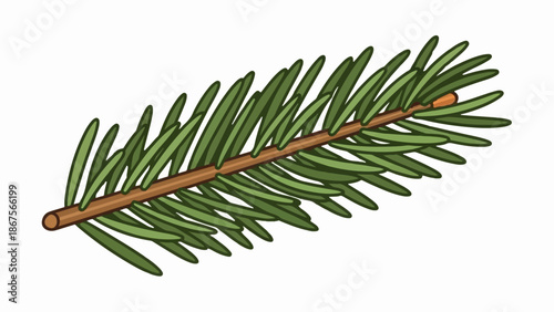 A close-up, cartoon-style illustration of a spruce or fir tree branch with green needles on a white background