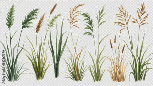Collection of detailed illustrations of various types of tall grasses and reeds on a transparent background