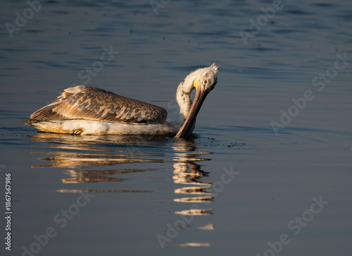 Pelican in Kutch