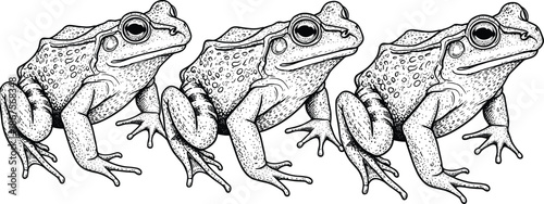 Vintage style hand drawn frog set, black and white stippled toad botanical illustration, nature vector art, cad drawing flat vector illustration